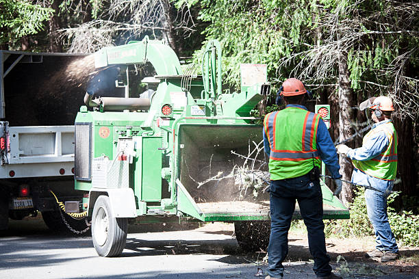 Best Tree Risk Assessment  in Nellieburg, MS